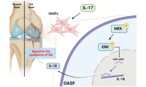 Figure 7. Schematic diagram illustrates the process whereby IL-17 treatment promotes IL-18 production in OASFs [osteoarthritis synovial fibroblasts].