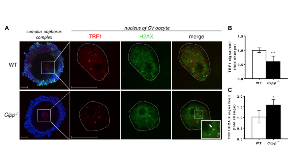 Figure 6. Representative confocal images of TRF1 expression and TRF/H2AX co-localization in cumulus oophorus isolated from 6-month-old wild-type and Clpp−/− mice.