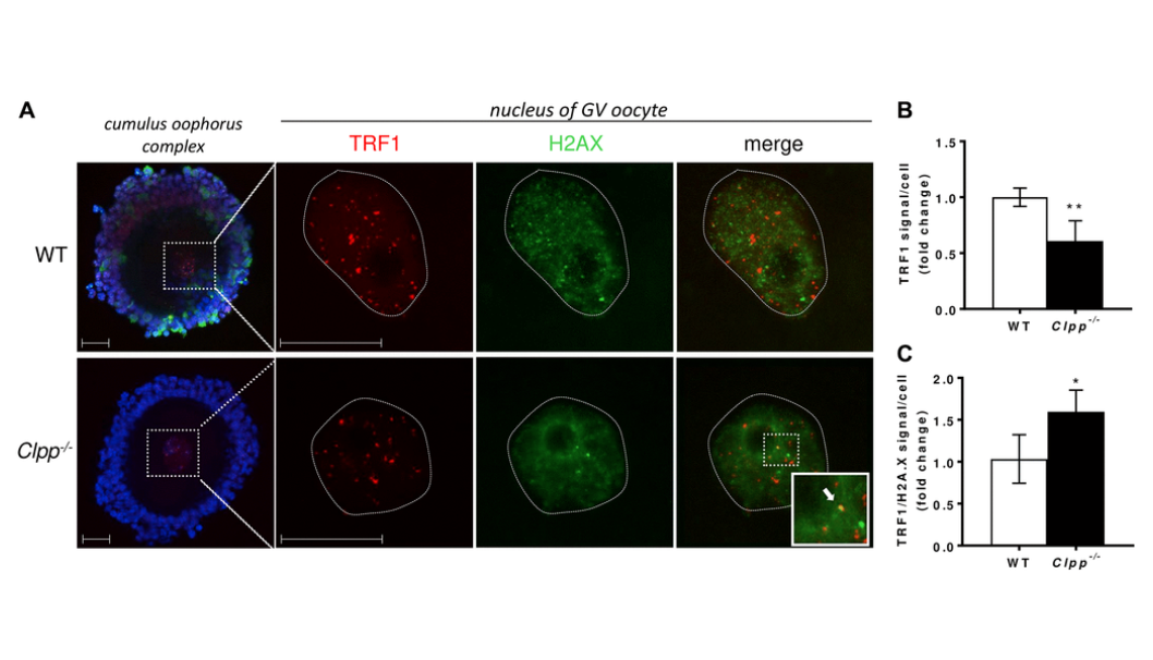 Disruption of Mitochondrial Unfolded Protein Response Results in Shortening of Telomeres in Mouse Oocytes and Somatic Cells