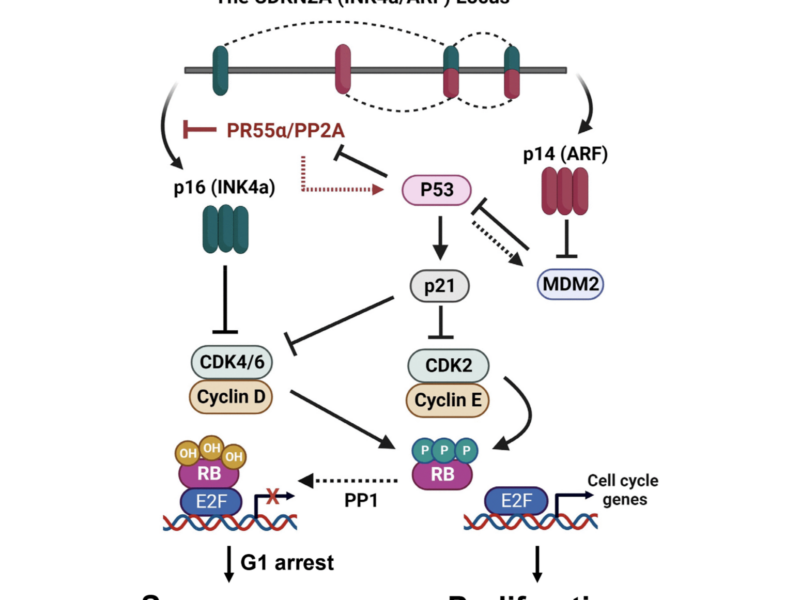 PR55α-controlled protein phosphatase 2A inhibits p16 expression and blocks cellular senescence induction by γ-irradiation