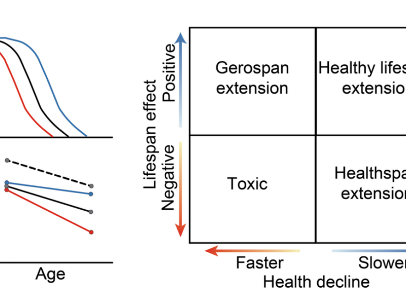 Figure 1. Potential effects of compounds on lifespan and health.