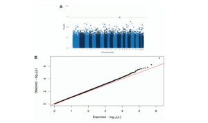 Figure 1. Manhattan (A) and QQ plot (B) from the EWAS of DNAm with the ADI. Adjusted for race, sex, educational attainment, age at death, APOE genotype, cell type, and post-mortem interval. Bonferroni-threshold: 0.05/789889 = 6.33e-8 (λ=0.94).