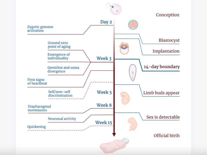 Figure 1. Examples of cases arising from a lack of self/non-self discrimination within the embryo.