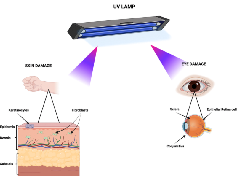 Figure 1. Primary biological targets of UV exposure. The cartoon depicts the tissues and cell types susceptible to damage from UV lamp irradiation. Created with BioRender.