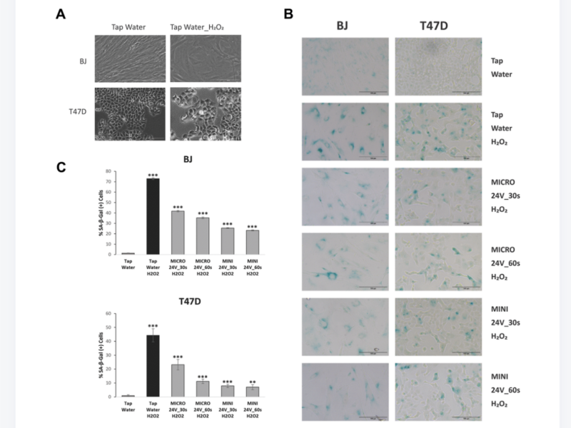 Figure 1. WEW decreases cellular senescence in human fibroblasts and cancer cells.