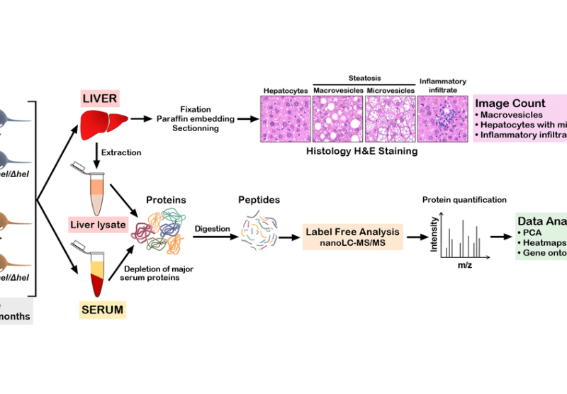 Integrated liver and serum proteomics uncover sexual dimorphism and alteration of several immune response proteins in an aging Werner syndrome mouse model
