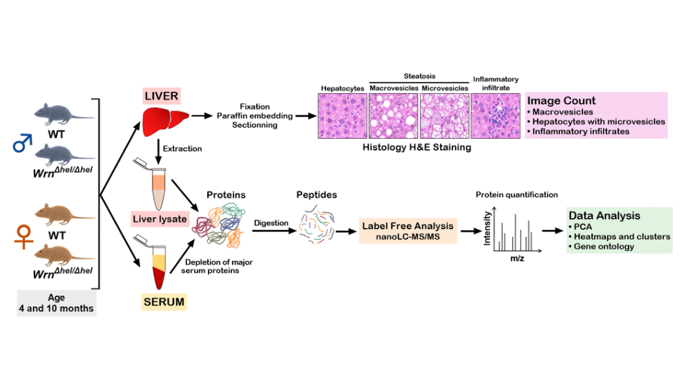 Integrated liver and serum proteomics uncover sexual dimorphism and alteration of several immune response proteins in an aging Werner syndrome mouse model