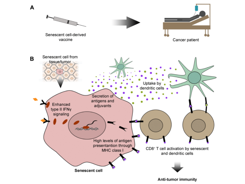 Figure 1. Senescent cell-derived vaccines: sources of specific antigens for cancer immunotherapy.