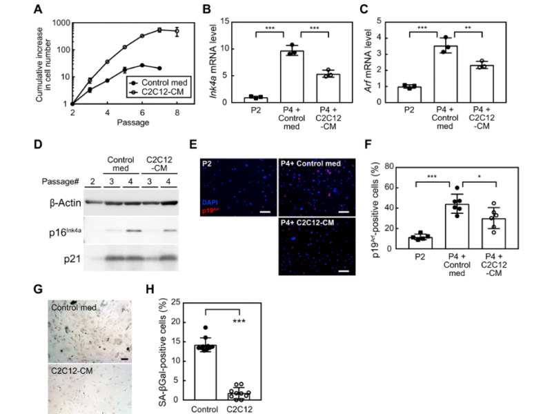 Roles of pigment epithelium-derived factor in exercise-induced suppression of senescence and its impact on lung pathology in mice