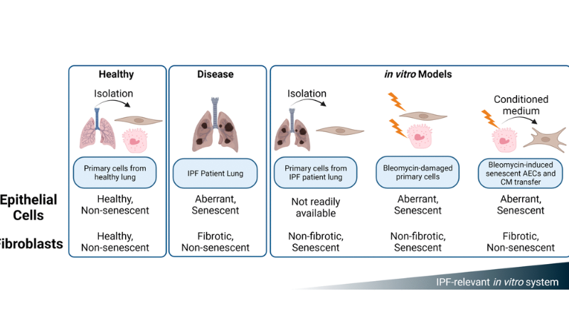 Modulating in vitro lung fibroblast activation via senolysis of senescent human alveolar epithelial cells