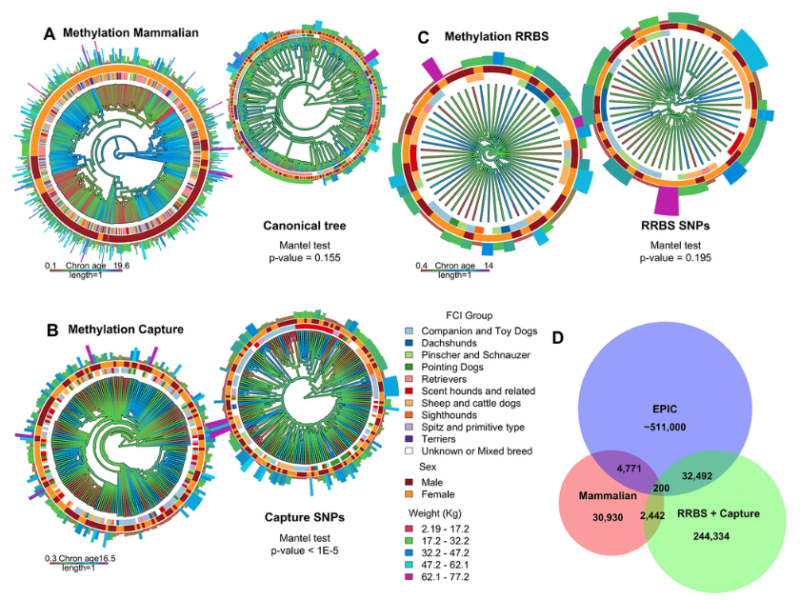 Co-analysis of Methylation Platforms for Signatures of Biological Aging in the Domestic Dog