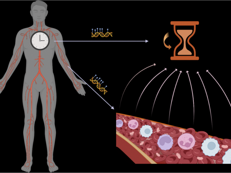 Recalibrating Principles of Epigenetic Aging Clocks in Human Health