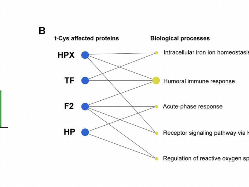 Trioxidized Cysteine and Aging: Beyond Proteinopathic Paradigms