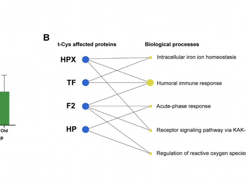 Trioxidized cysteine and aging: a molecular binomial that extends far beyond classical proteinopathic paradigms