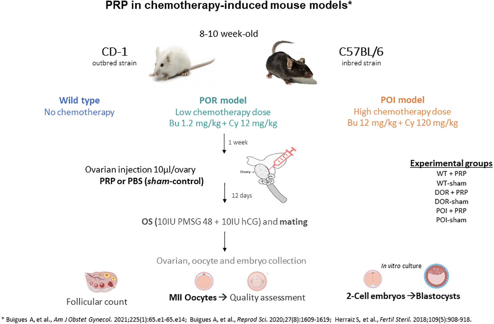 Intraovarian PRP injection improves oocyte quality and early embryo development in mouse models of chemotherapy-induced diminished ovarian reserve