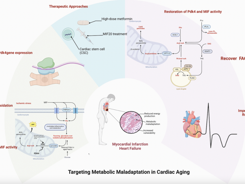 Effects and Consequences of Cardiac Metabolism in the Elderly