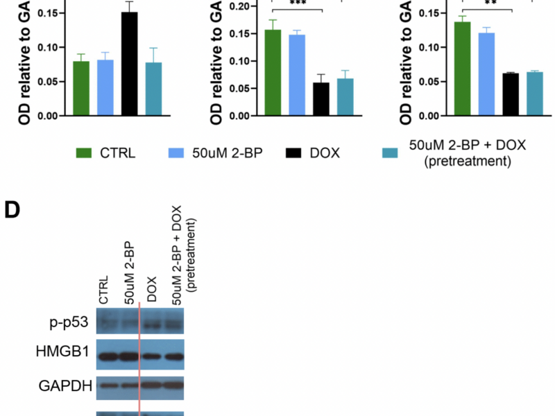 2-Bromopalmitate Reduces Senescence in Human Cells: Role of Palmitoylation