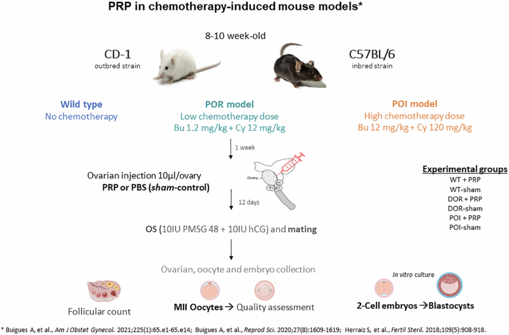 Intraovarian PRP Improves Oocyte Quality and Embryo Development in Mouse Models
