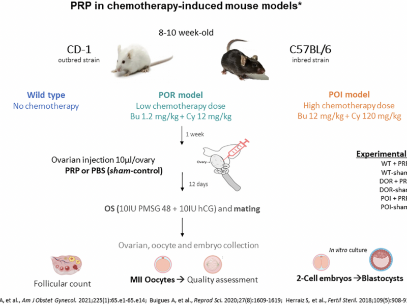 Intraovarian PRP Improves Oocyte Quality and Embryo Development in Mouse Models