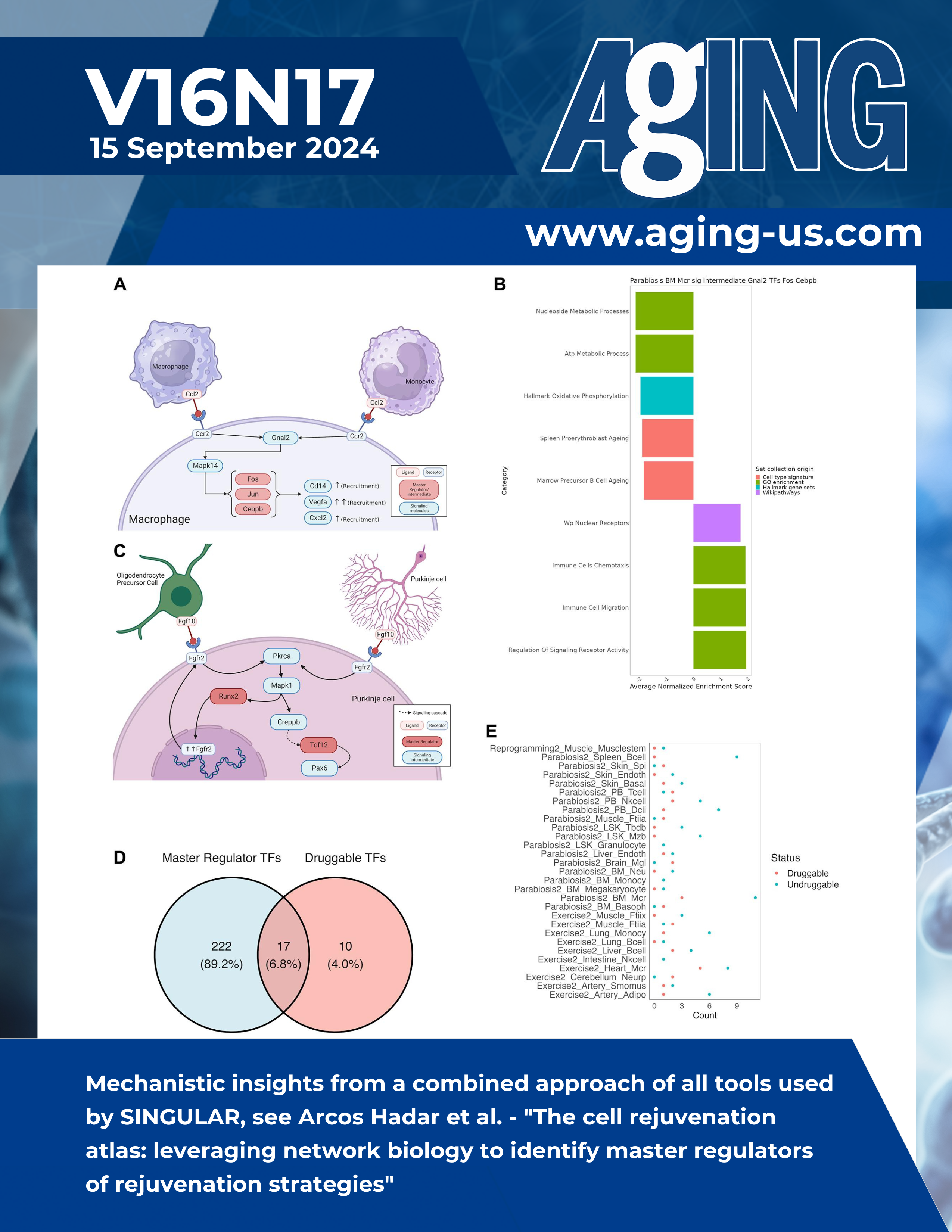 The Cell Rejuvenation Atlas: Identifying Master Regulators of Rejuvenation Strategies