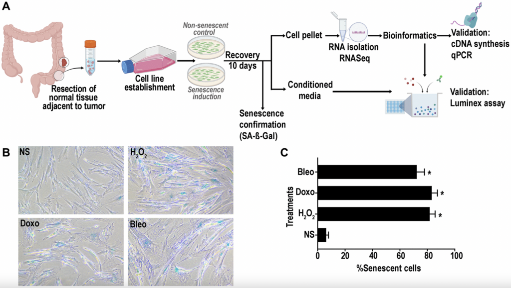 Figure 1. (A) Schematic representation of experimental design of senescence induction in the colon fibroblasts. Senescence was induced using hydrogen peroxide (H2O2, 400 μM), doxorubicin (doxo, 250 nM) or bleomycin (bleo, 10 ng/mL). Non-senescent proliferating (NS) cells were used as a control. (B) Representative SA- β -gal assay results at pH6 to confirm senescence induction in >70% of the cells. (C) Quantification of SA-β-gal positive senescent cells. (data are Mean ± SEM *p < 0.01 versus NS).