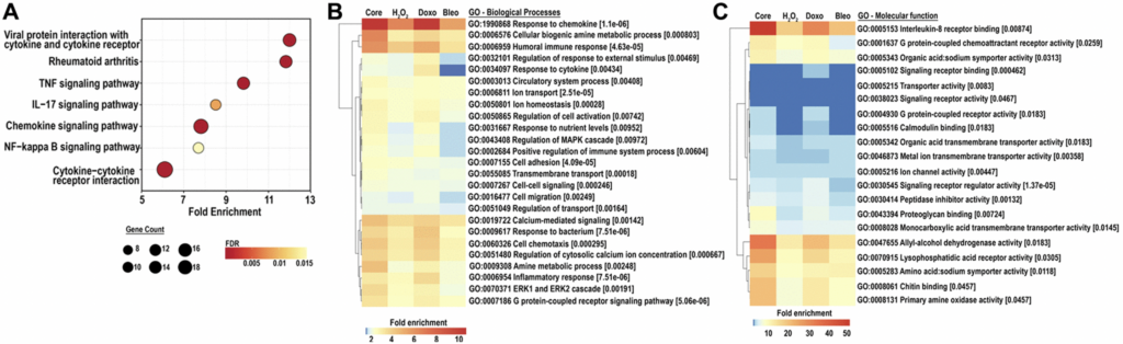 Figure 4. (A) KEGG analysis for the top 25 most enriched pathways in the core senescent profile (FDR ≤0.01). Gene counts represent the number of differentially expressed genes, color scales represent the FDR, and fold enrichment is plotted on the x-axis. (B, C) GO analyses for biological processes and molecular function enriched in the colon fibroblast core senescent profile (FDR