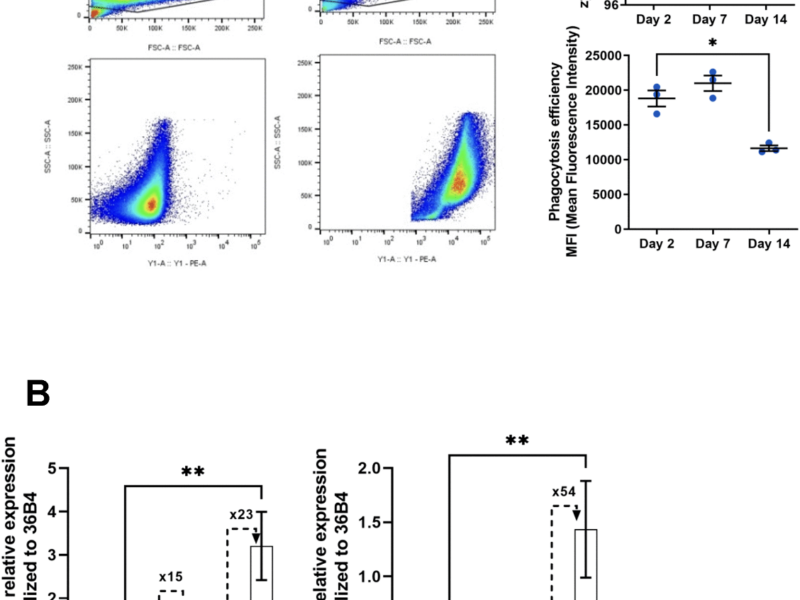 New Model to Study Macrophage Aging Mechanisms