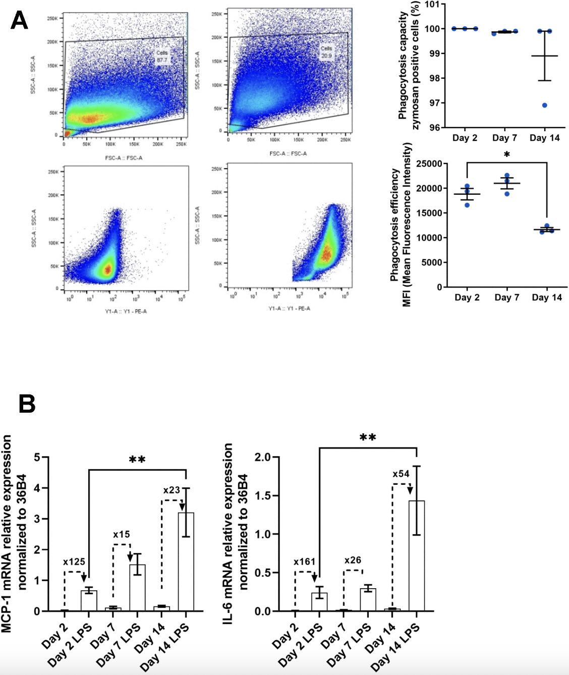 New Model to Study Macrophage Aging Mechanisms