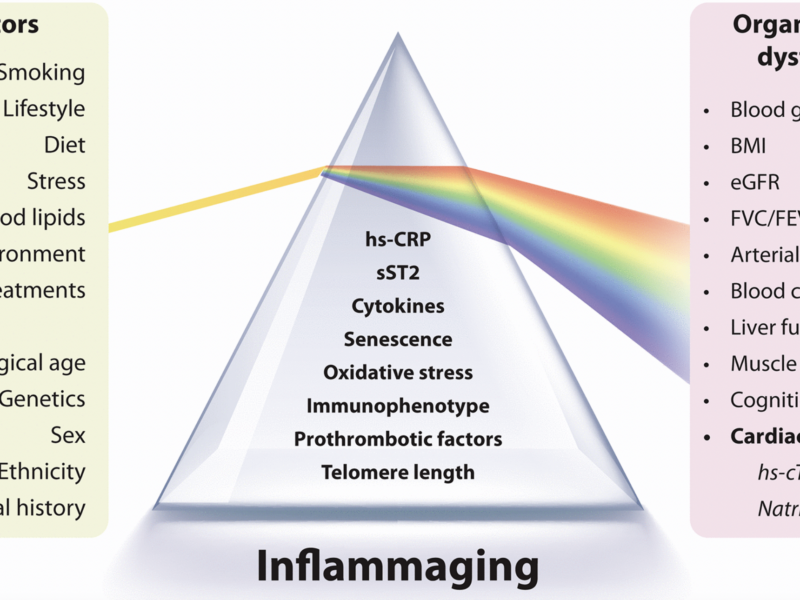 Cardiovascular Risk Biomarkers in Inflammaging