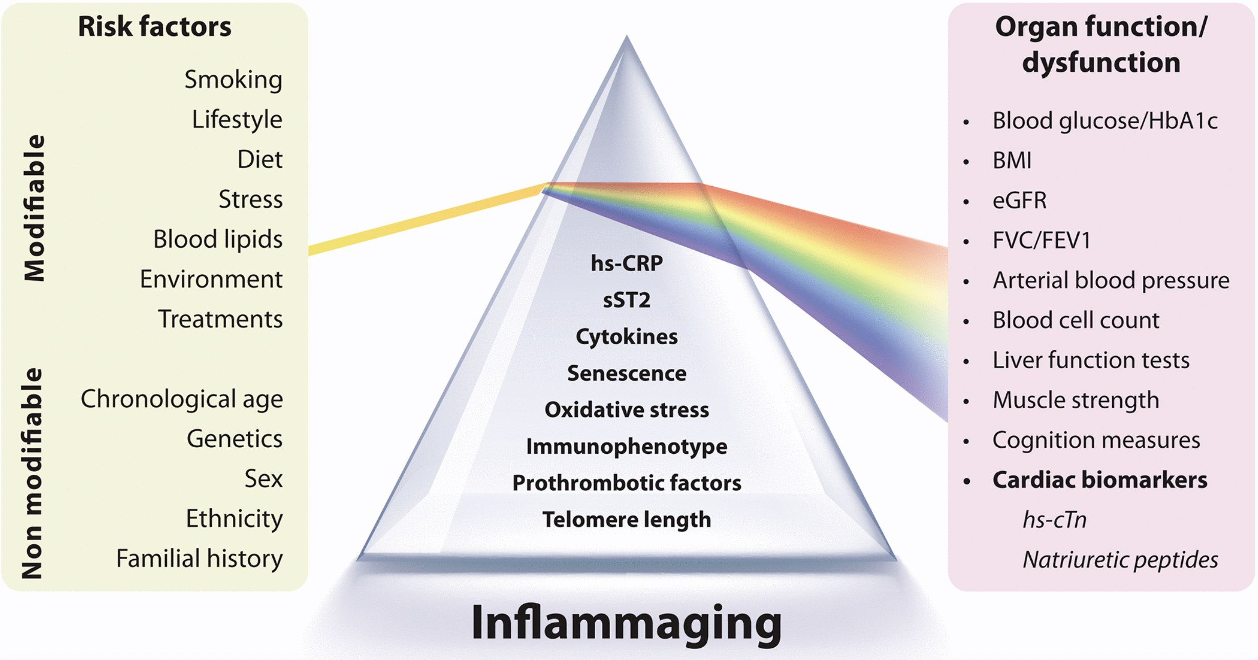 Cardiovascular Risk Biomarkers in Inflammaging