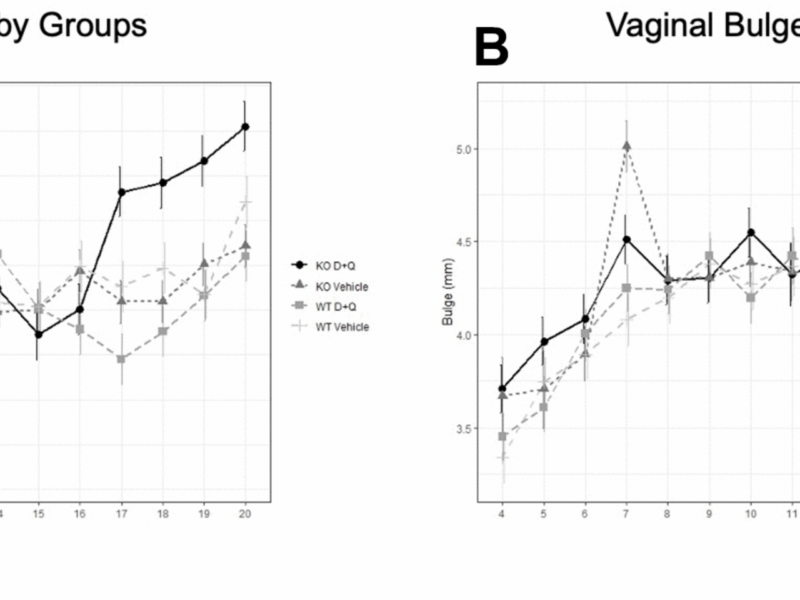 Use of the senolytics dasatinib and quercetin for prevention of pelvic organ prolapse in a mouse animal model