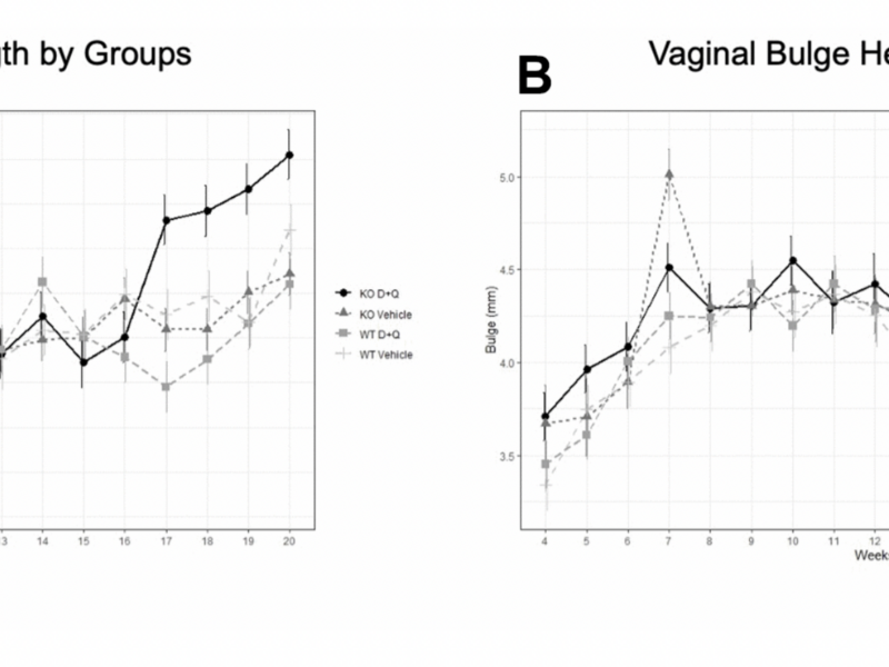 Senolytics Dasatinib and Quercetin for Prevention of Pelvic Organ Prolapse in Mice