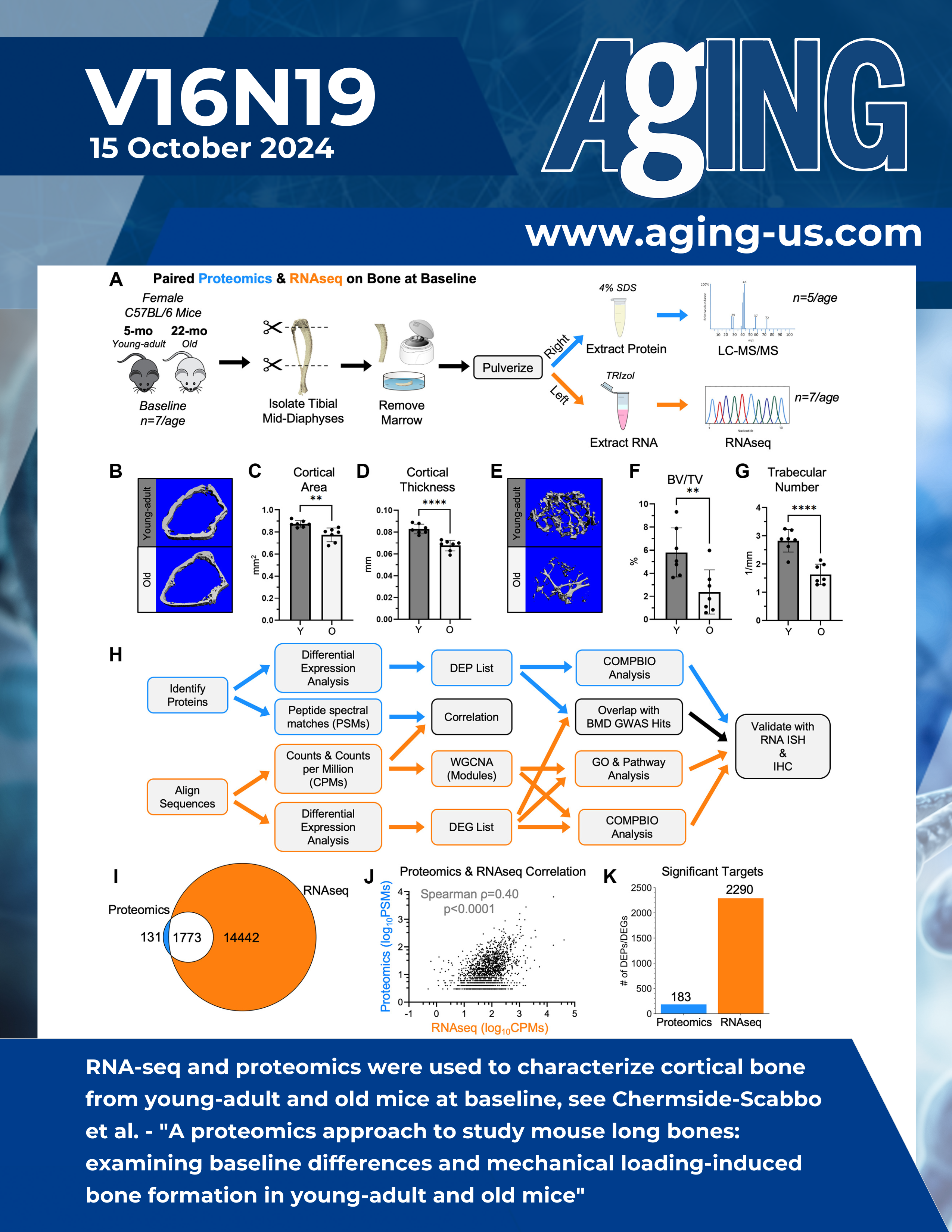 A proteomics approach to study mouse long bones: examining baseline differences and mechanical loading-induced bone formation in young-adult and old mice