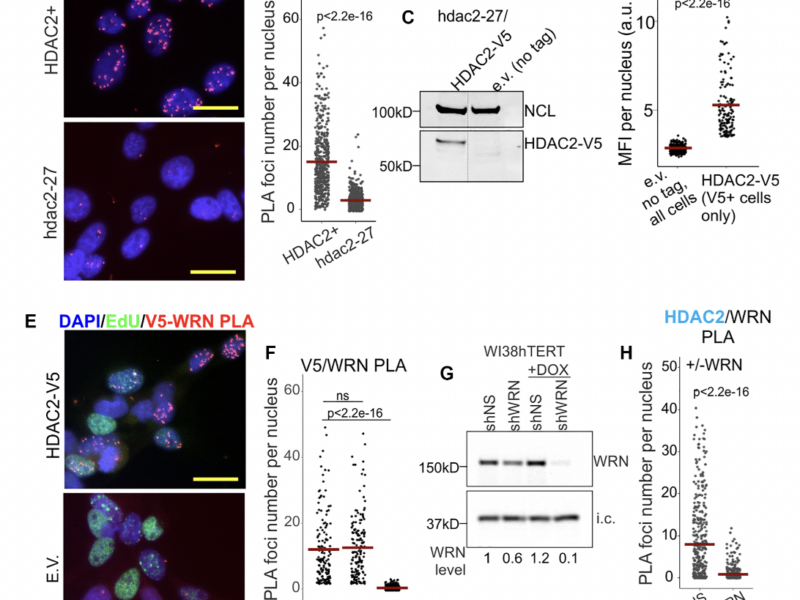 Werner syndrome RECQ helicase participates in and directs maintenance of the protein complexes of constitutive heterochromatin in proliferating human cells