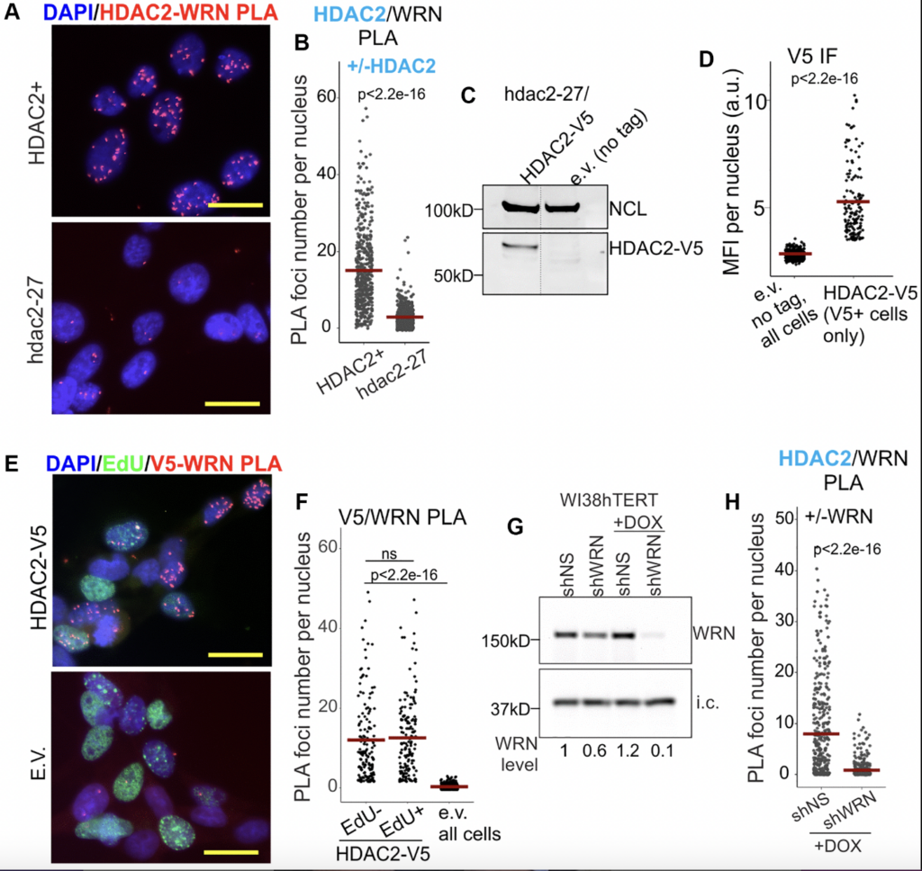 TAG: Werner Syndrome RECQ Helicase and Heterochromatin Maintenance in Human Cells