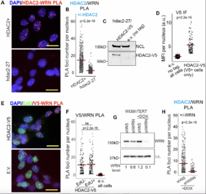 TAG: Werner Syndrome RECQ Helicase and Heterochromatin Maintenance in Human Cells
