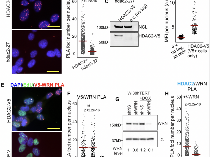 TAG: Werner Syndrome RECQ Helicase and Heterochromatin Maintenance in Human Cells