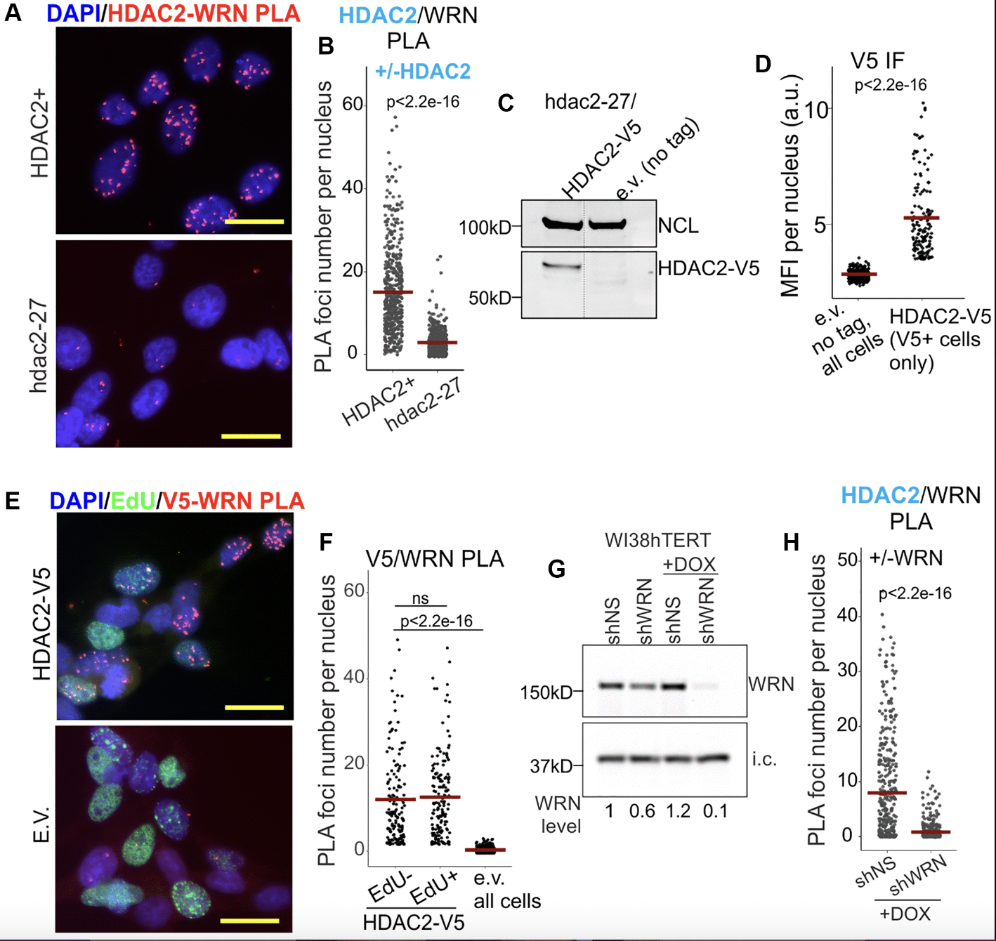 Werner Syndrome RECQ Helicase and Heterochromatin Maintenance in Human Cells