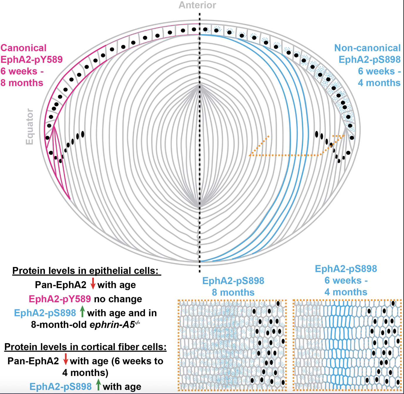 EphA2 Signaling in Eye Lens Aging: Wild-Type, Knockout, and Aging Mice