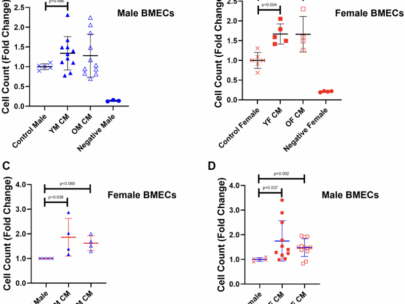 Effects of Megakaryocyte Conditioned Media on Endothelial Cell Angiogenesis