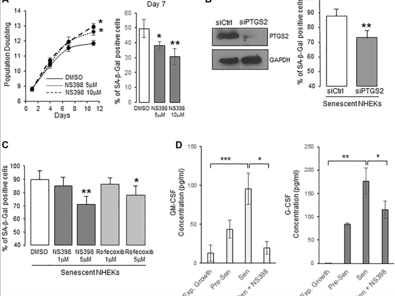 Prostaglandin E2's Role in Senescence and Neoplastic Escape in Human Keratinocytes