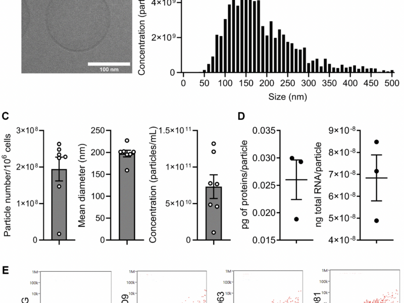 Mesenchymal Cell Vesicles Target Chondrocyte Aging in Osteoarthritis