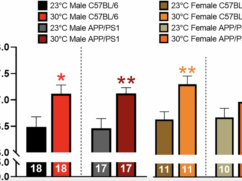 Sexual Dimorphism in Thermotherapy Responses in APP/PS1 Mice