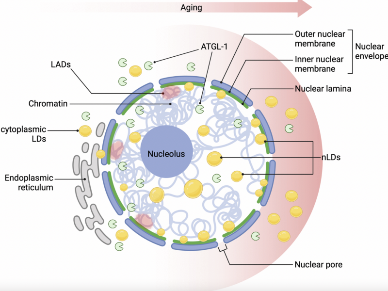 Nuclear Lipid Droplets: Key Regulators of Aging and Nuclear Homeostasis