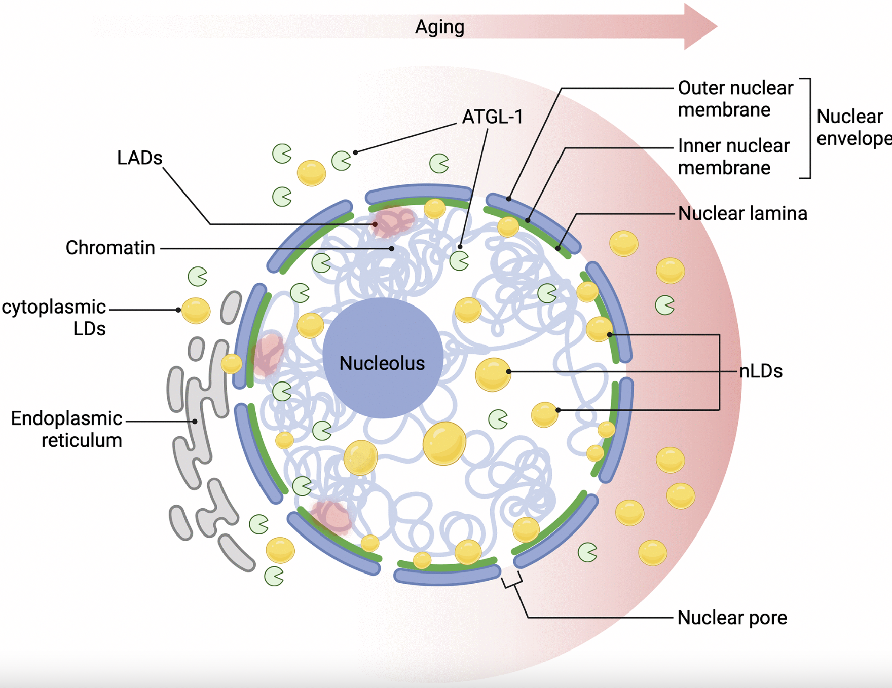 Nuclear Lipid Droplets: Key Regulators of Aging and Nuclear Homeostasis