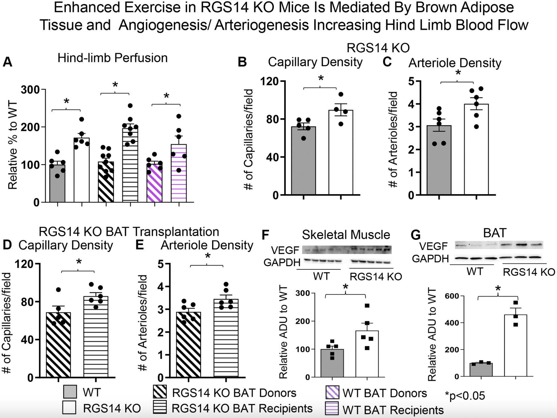 Brown Fat Boosts Exercise Performance and Promotes Healthy Longevity