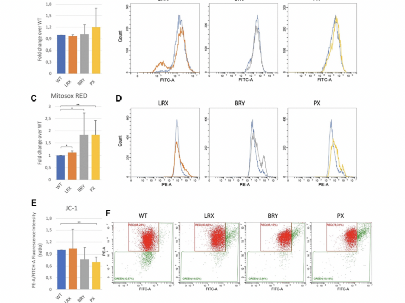 When Do Pathological Signs Appear? Human Mesenchymal Stem Cells in MDPL Syndrome