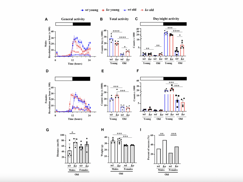 Arginase-II Deficiency Slows Skeletal Muscle Aging in Mice