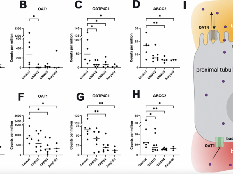 Renal Transporter Genes and Uremic Toxins in Aging Cats with Chronic Kidney Disease