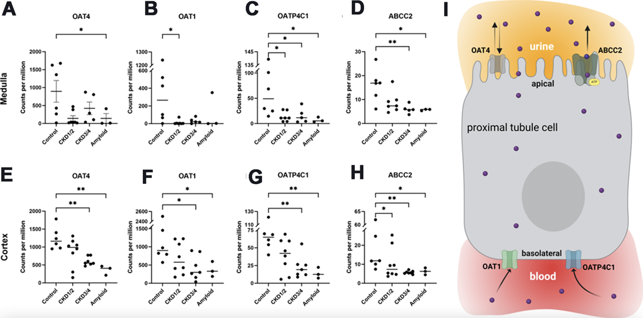 Renal Transporter Genes and Uremic Toxins in Aging Cats with Chronic Kidney Disease